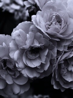 Розовые цветы обои