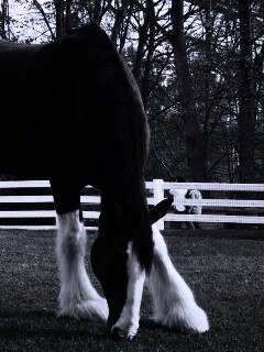 Лошадь с лохматыми ногами обои