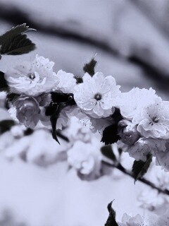 Ветка с цветами обои