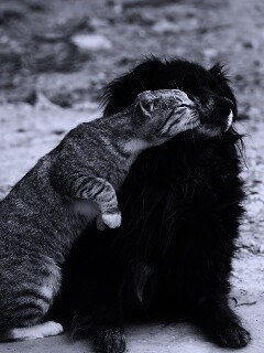 Поцелуй кошки и собаки обои