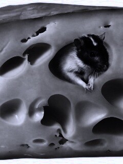 Мышка в сыре обои