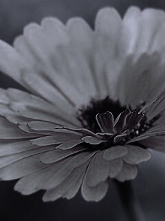 Желтый гербер обои