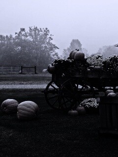 Урожай тыков обои