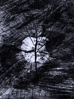 Логотип Apple на бревне обои