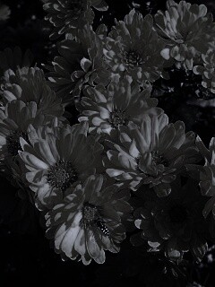 Оса на желтых герберах обои