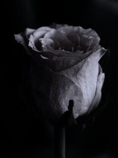 Бежевая роза обои