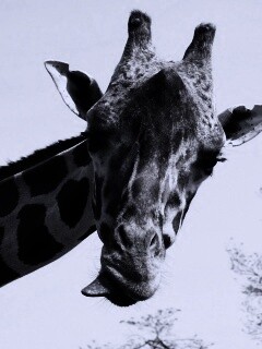 Жираф показывает язык обои