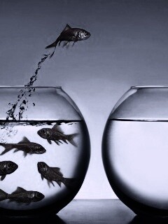 Побег рыбки обои