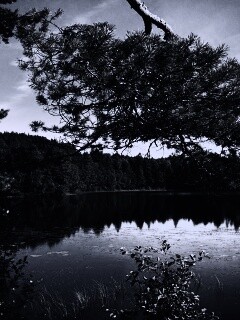 Ветка сосны над озером обои