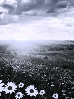 Летний восход обои