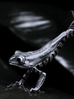 Лягушка переползает с листа на лист обои