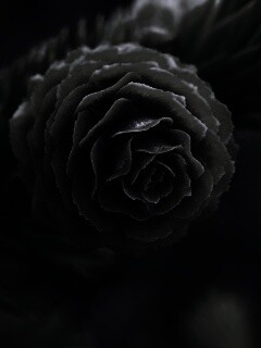 Молодая шишка обои