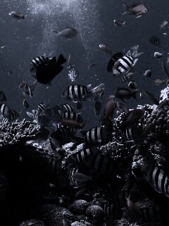 Жизнь в корраловом рифе обои