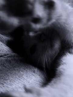 Кот фоткает сам себя обои