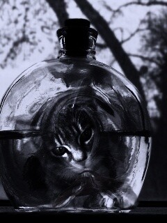 Кот наблюдает за рыбкой в бутылке обои