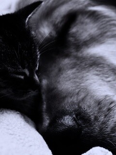 Кошка спит с собакой обои