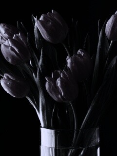 Букет тюльпанов обои