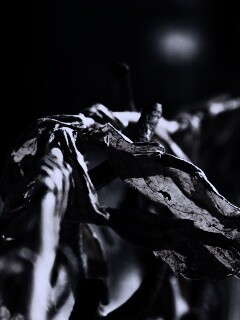 Сухие листья на железном заборе обои