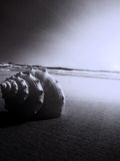 Золотистая ракушка обои