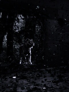 Портал в джунги обои