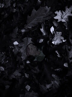 Эпл в сухой листве обои