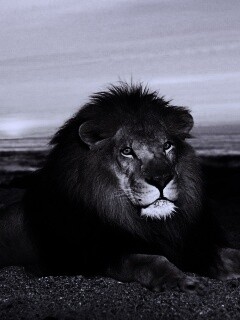 Лев на берегу океана обои