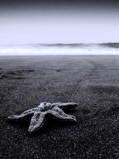 Морская звезда на бесконечном пляже обои