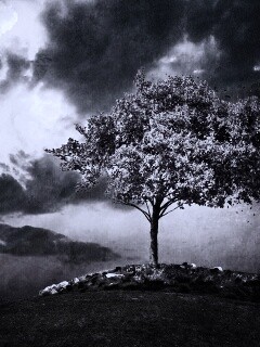 Одинокое цветущее дерево обои