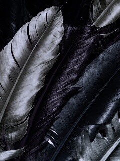 Разноцветные перья обои