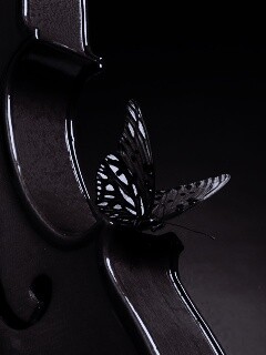 Бабочка на скрипке обои