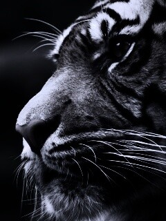 Взгляд тигра обои