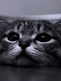 Любопытный котейка обои