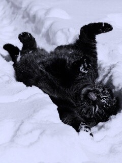 Кот валяется в снегу обои