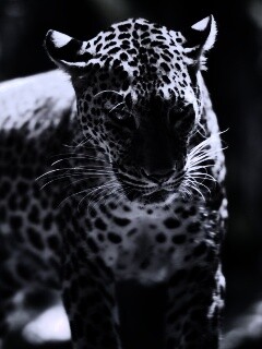 Леопард в сингапурском зоопарке обои