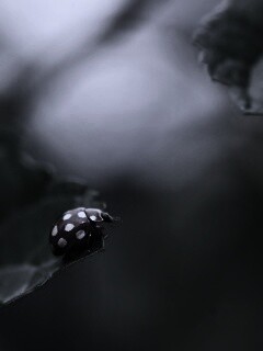 Божья коровка обои