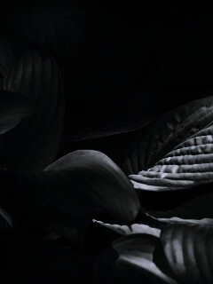 Хитросплетение зеленых листьев обои