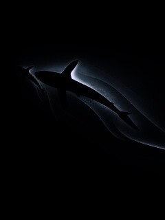 Рыбы в глубине обои