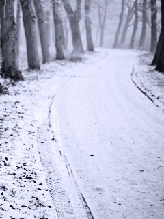 Дорога в зимнем лесу обои