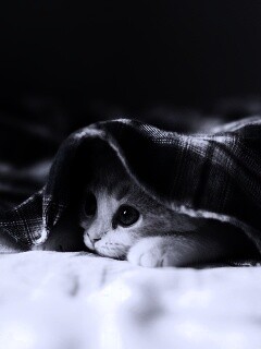 Котенок под одеялом обои