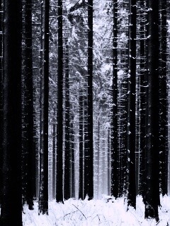 Зимний лес как штрихкод обои