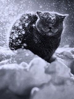 Британце в снегу обои