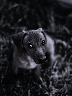 Маленькая милая такса обои