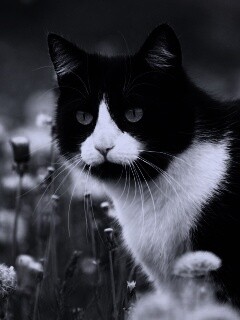 Кот в одуванчиках обои