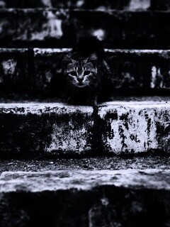 Растрепанная кошка на ступеньках лестницы обои