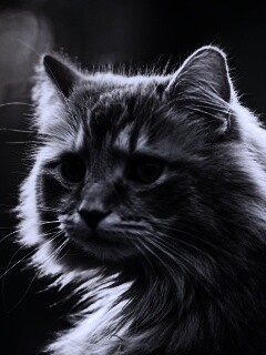 Рыжий кот в лучах солнца обои