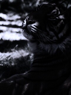 Отдыхающий в теньке хищник обои