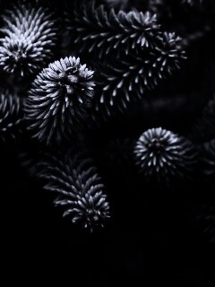 Хвойные иголки обои