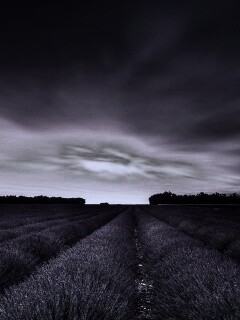 Поле фиолетовых цветов на закате обои