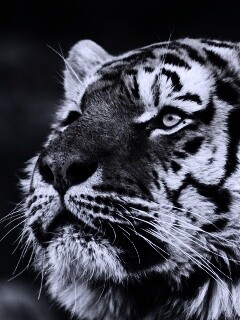 Амурский тигр обои