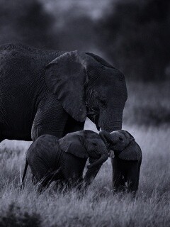 Слоны в национальном парке обои